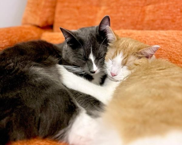 /Images/uploads/Cat Welfare Association/CatWelfare/entries/33763.jpg